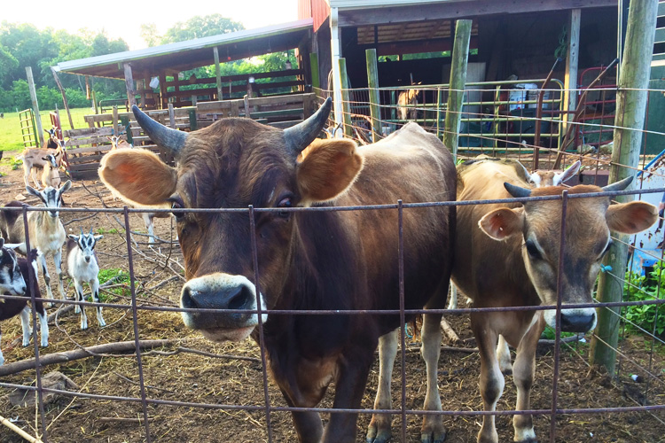Down on the Farm