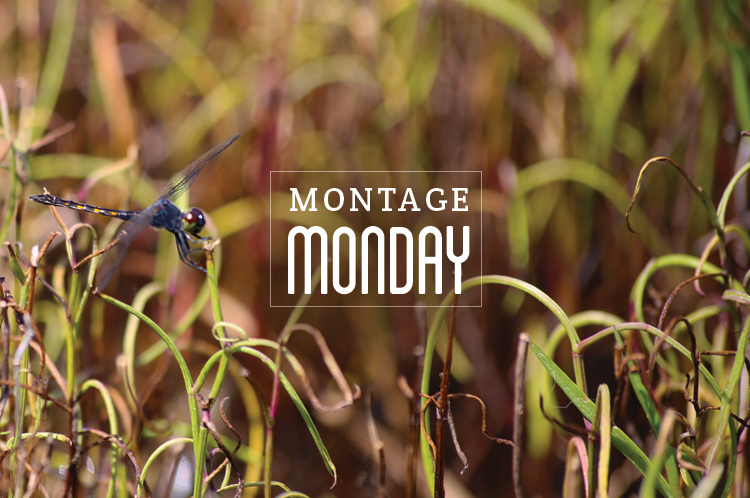 Montage Monday: July 27, 2015