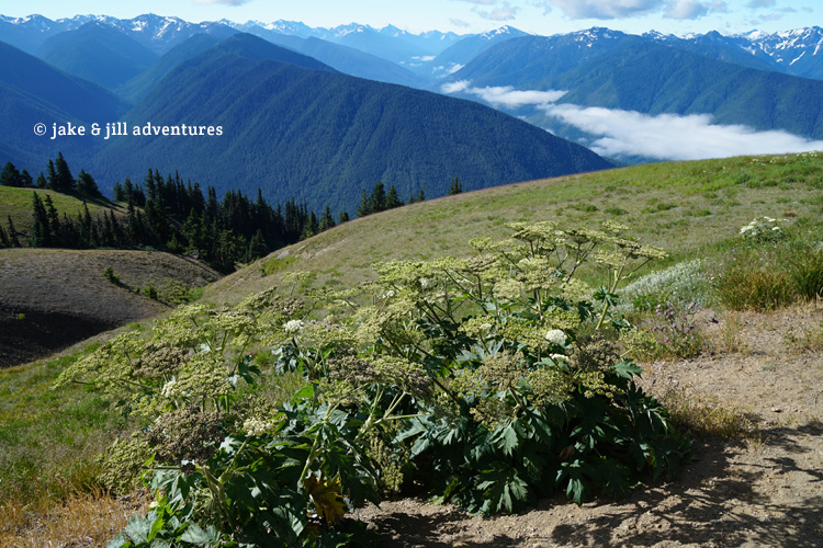The Olympic Peninsula